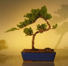 Juniper Bonsai Tree<br>(juniper procumbens 'nana'