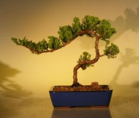 Juniper Bonsai Tree<br>(juniper procumbens 'nana'