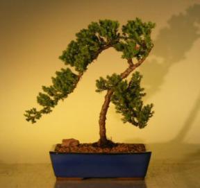 Juniper Bonsai Tree<br>(juniper procumbens 'nana'