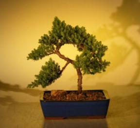 Juniper Bonsai Tree<br>(juniper procumbens 'nana'