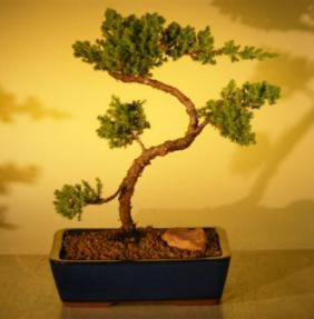 Juniper Bonsai Tree<br>(juniper procumbens 'nana'