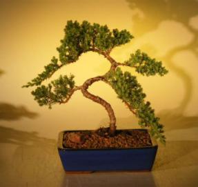 Juniper Bonsai Tree<br>(juniper procumbens 'nana'