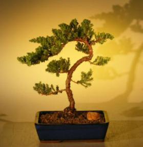 Juniper Bonsai Tree<br>(juniper procumbens 'nana'