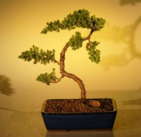 Juniper Bonsai Tree<br>(juniper procumbens 'nana'