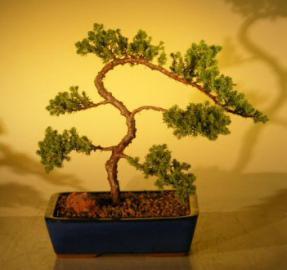 Juniper Bonsai Tree<br>(juniper procumbens 'nana'