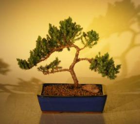 Juniper Bonsai Tree<br>(juniper procumbens 'nana'