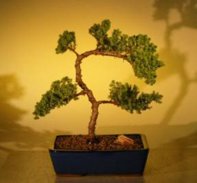 Juniper Bonsai Tree<br>(juniper procumbens 'nana'