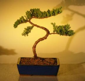 Juniper Bonsai Tree<br>(juniper procumbens 'nana'