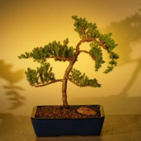 Juniper Bonsai Tree<br>(juniper procumbens 'nana'