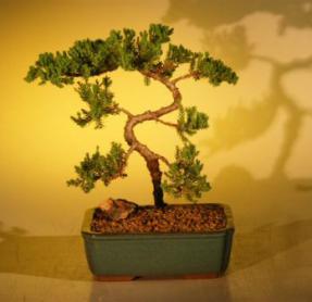 Juniper Bonsai Tree<br>(juniper procumbens 'nana'