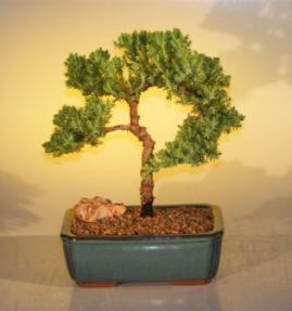 Juniper Bonsai Tree<br>(juniper procumbens 'nana'