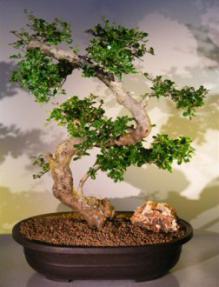 Flowering Fukien Tea Bonsai Tree <br><i>(ehretia microphylla)</i>