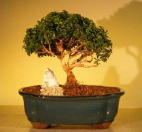 Japanese Kingsville Boxwood Bonsai Tree<br><i>(buxus microphylla compacta)</i>