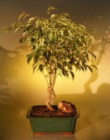 Ficus Bonsai Tree - Variegated<br><i>(ficus benjamina)</i><br>