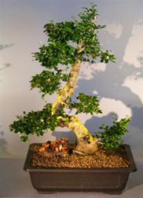 Flowering Fukien Tea Bonsai Tree <br><i>(ehretia microphylla)</i>