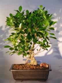 Oriental Ficus  Bonsai Tree - Banyan Style<br><i>(benjamina 'orientalis')</i>