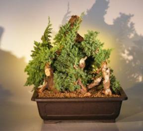 Juniper Bonsai Tree - Phoenix Graft<br><i>(juniper procumbens nana)</i>