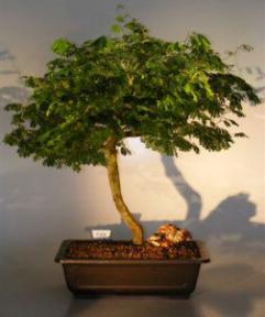 Brazilian Raintree Bonsai Tree <br><i>(pithecellobium tortum)</i>