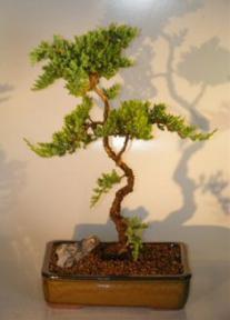 Juniper Bonsai Tree<br><i>(juniper procumbens nana)</i>