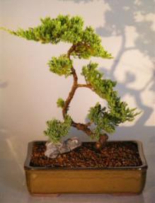 Juniper Bonsai Tree<br><i>(juniper procumbens nana)</i>