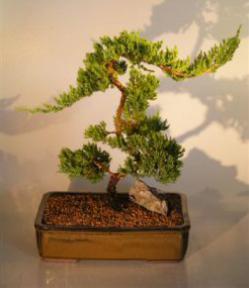 Juniper Bonsai Tree<br><i>(juniper procumbens nana)</i>