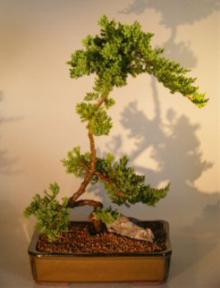 Juniper Bonsai Tree<br><i>(juniper procumbens nana)</i>