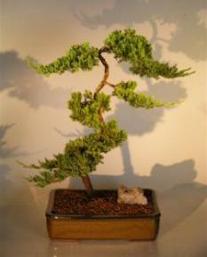 Juniper Bonsai Tree<br><i>(juniper procumbens nana)</i>