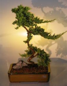 Juniper Bonsai Tree<br><i>(juniper procumbens nana)</i>