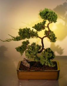 Juniper Bonsai Tree<br><i>(juniper procumbens nana)</i>