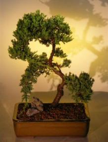 Juniper Bonsai Tree<br><i>(juniper procumbens nana)</i>