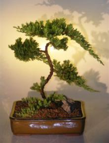 Juniper Bonsai Tree<br><i>(juniper procumbens nana)</i>