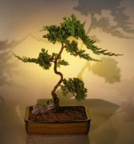 Juniper Bonsai Tree<br><i>(juniper procumbens nana)</i>