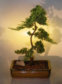 Juniper Bonsai Tree<br><i>(juniper procumbens nana)</i>