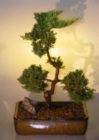 Juniper Bonsai Tree<br><i>(juniper procumbens nana)</i>