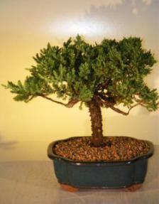 Juniper Bonsai Tree<br><i>(juniper procumbens nana)</i>