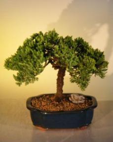 Juniper Bonsai Tree<br><i>(juniper procumbens nana)</i>