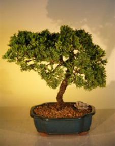 Juniper Bonsai Tree<br><i>(juniper procumbens nana)</i>