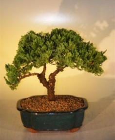 Juniper Bonsai Tree<br><i>(juniper procumbens nana)</i>