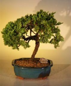 Juniper Bonsai Tree<br><i>(juniper procumbens nana)</i>