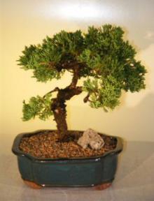 Juniper Bonsai Tree<br><i>(juniper procumbens nana)</i>