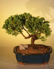 Juniper Bonsai Tree<br><i>(juniper procumbens nana)</i>