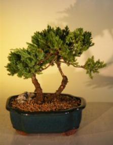 Juniper Bonsai Tree<br><i>(juniper procumbens nana)</i>