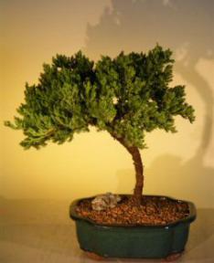 Juniper Bonsai Tree<br><i>(juniper procumbens nana)</i>