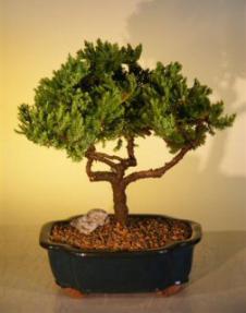 Juniper Bonsai Tree<br><i>(juniper procumbens nana)</i>