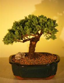 Juniper Bonsai Tree<br><i>(juniper procumbens nana)</i>