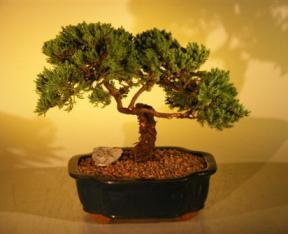 Juniper Bonsai Tree<br><i>(juniper procumbens nana)</i>