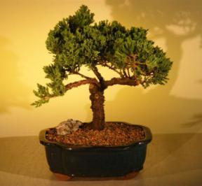 Juniper Bonsai Tree<br><i>(juniper procumbens nana)</i>