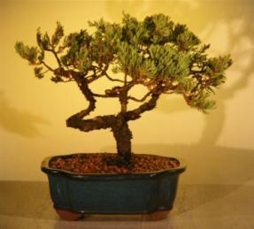 Juniper Bonsai Tree<br><i>(juniper procumbens nana)</i>