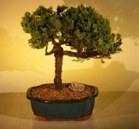 Juniper Bonsai Tree<br><i>(juniper procumbens nana)</i>