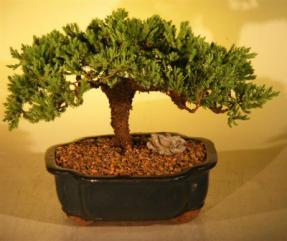 Juniper Bonsai Tree<br><i>(juniper procumbens nana)</i>